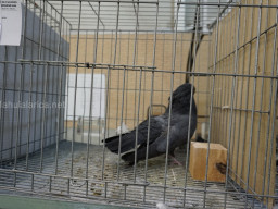 XIV Concurso Exposición de Palomas de Raza en Mula 2024